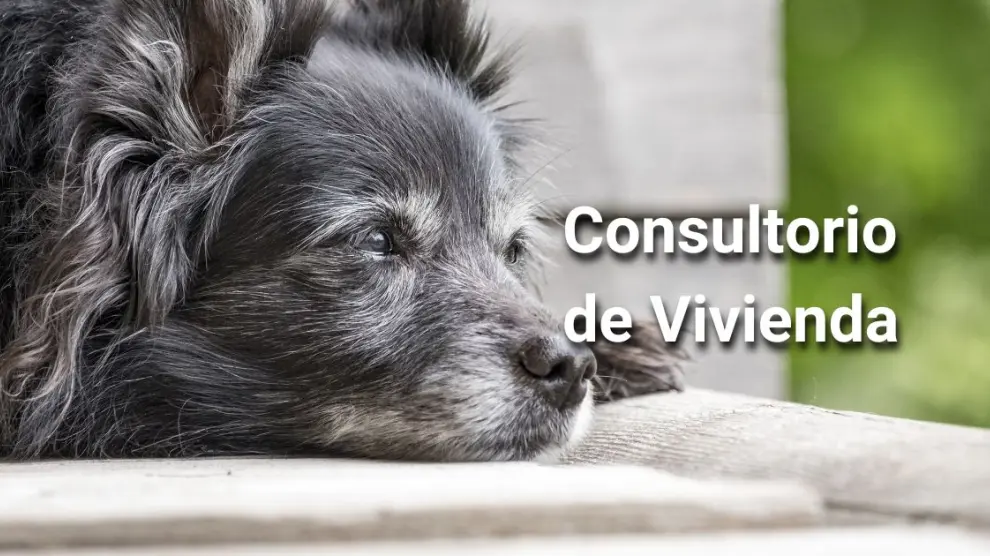 Consultorio de Vivienda: «Mi vecina se queja de los pelos que suelta mi perro y me exige que cierre la terraza: ¿puede hacerlo?»